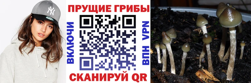Галлюциногенные грибы Magic Shrooms  blacksprut как войти  Няндома 